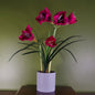 Artificial Amarylis  Plant Flowers Flowering Plant Pink Botanik-0