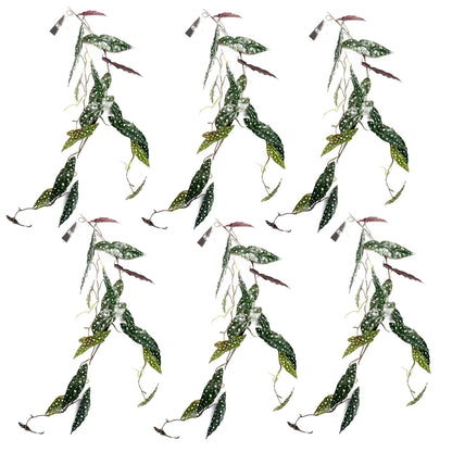 Artificial Hanging Plant Begonia Maculata Plant Pack x 6-0